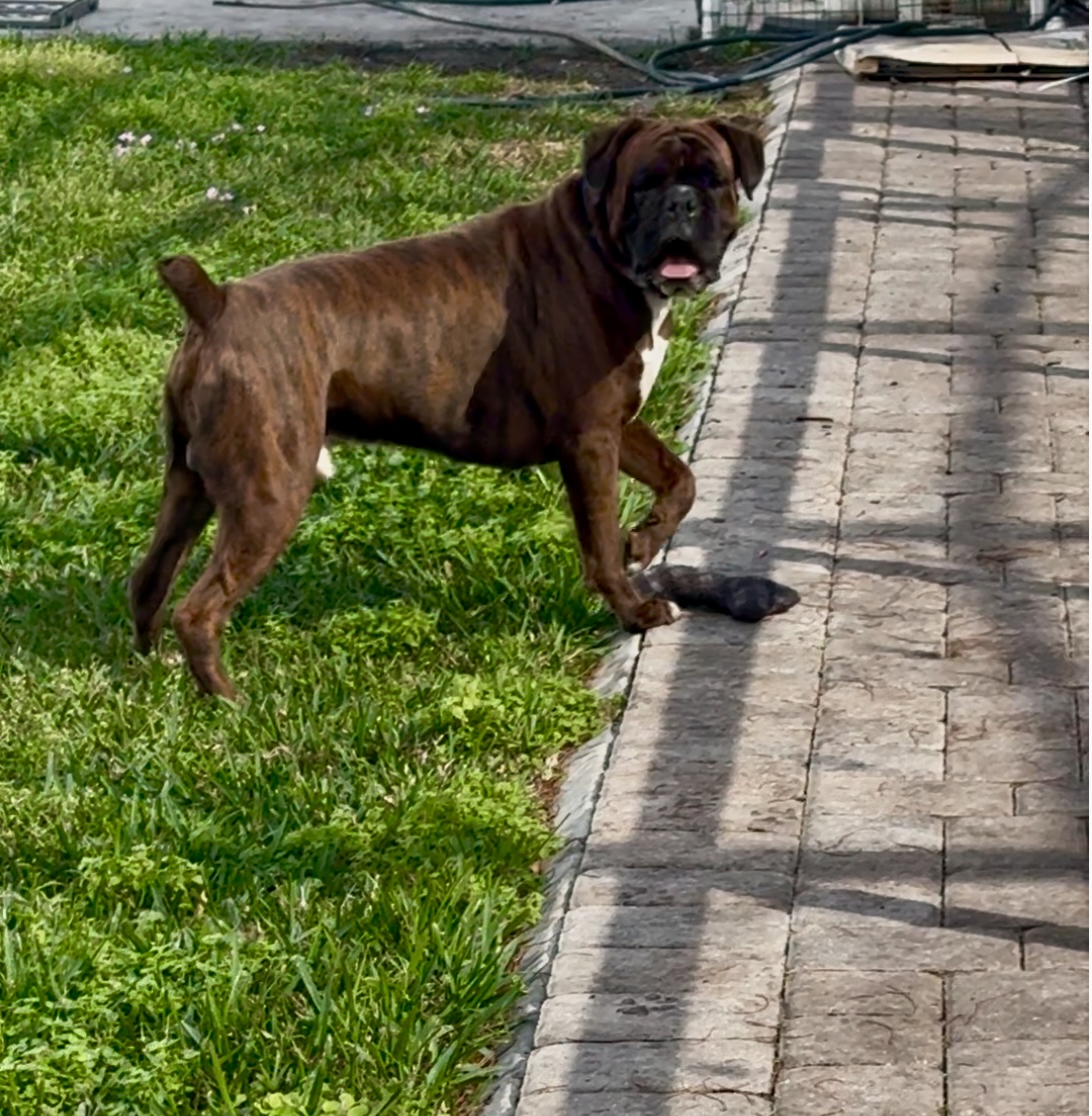 Bailey