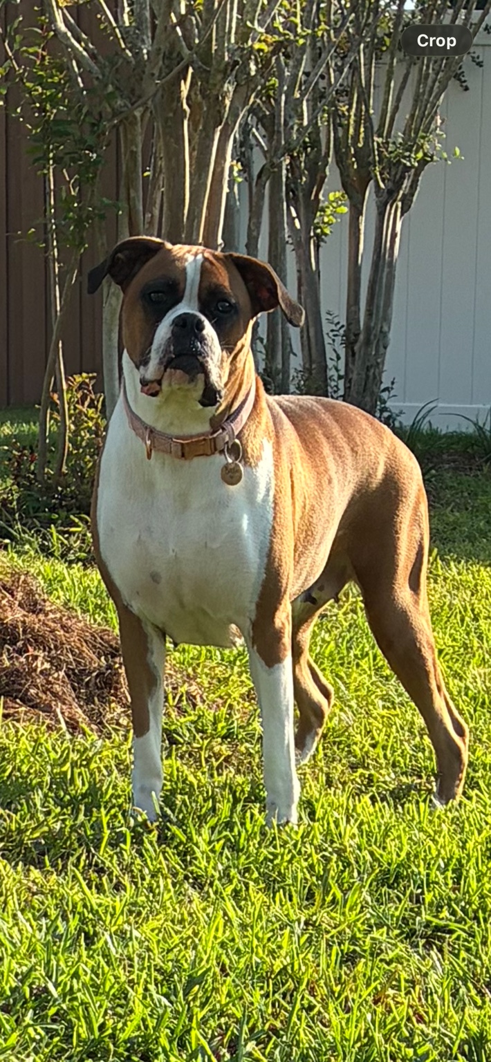 Bella