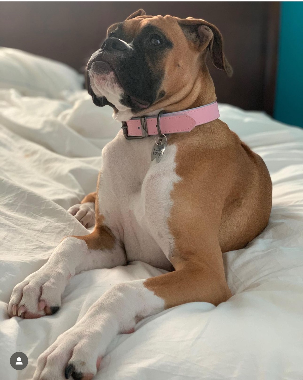 Lady