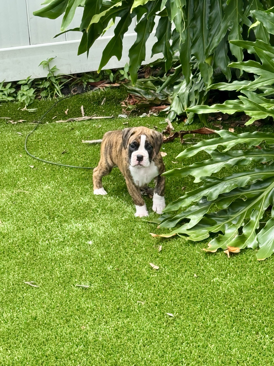Martinez Boxer puppy