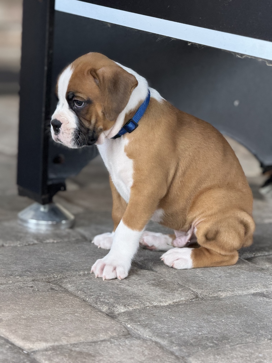 Martinez Boxer puppy