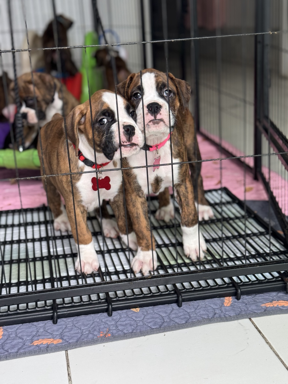 Martinez Boxer puppies