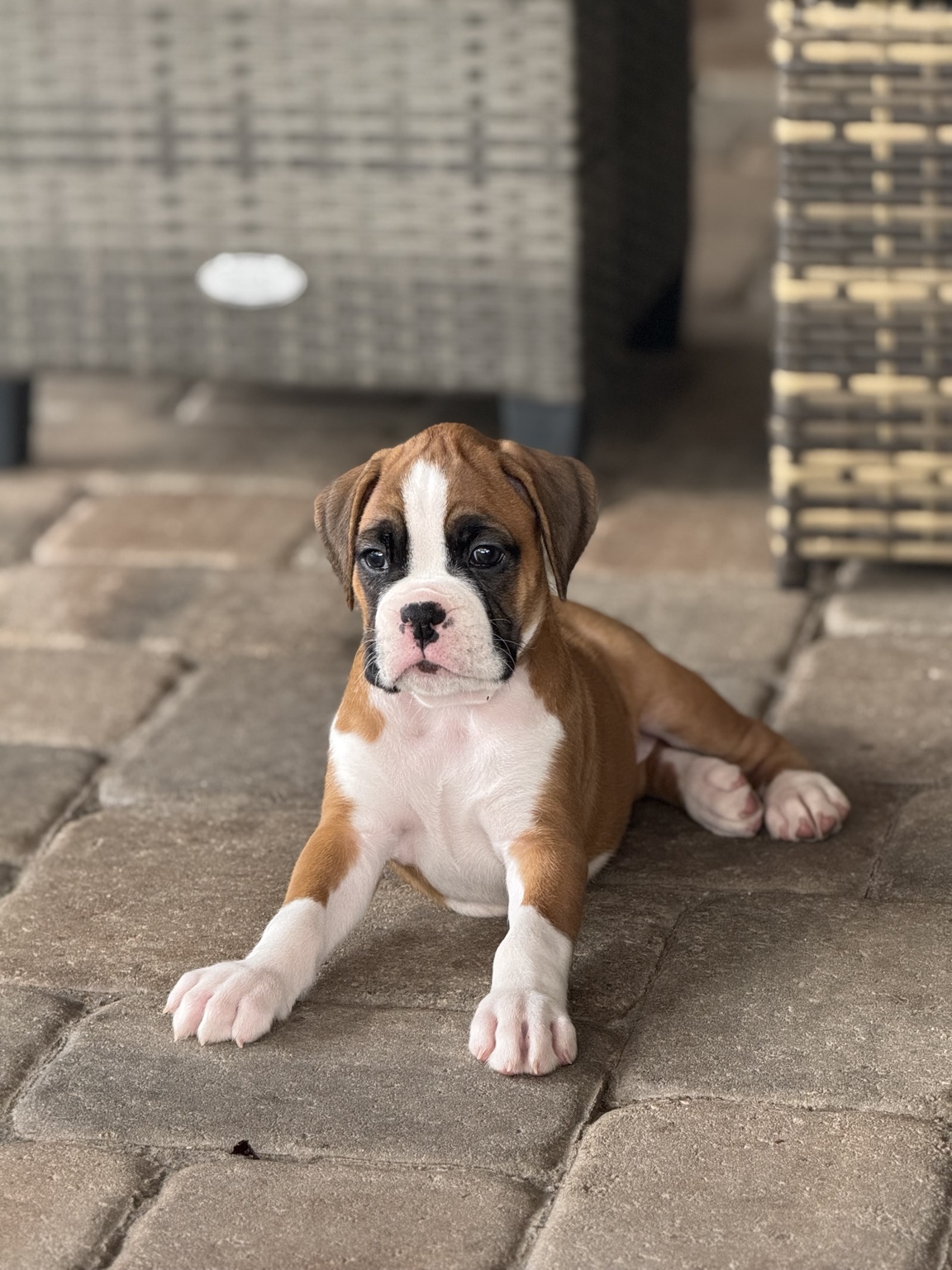 Martinez Boxer puppies