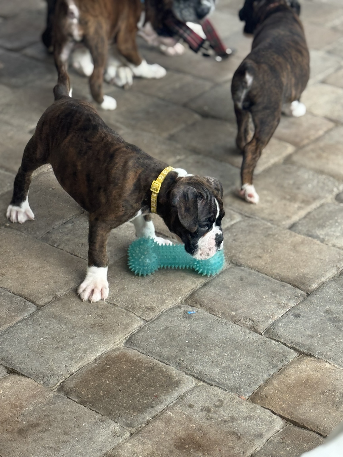 Martinez Boxer puppies