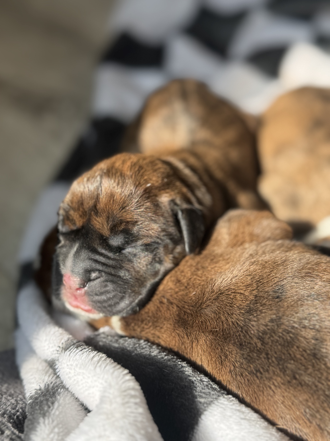 Newborn Martinez Boxer puppies