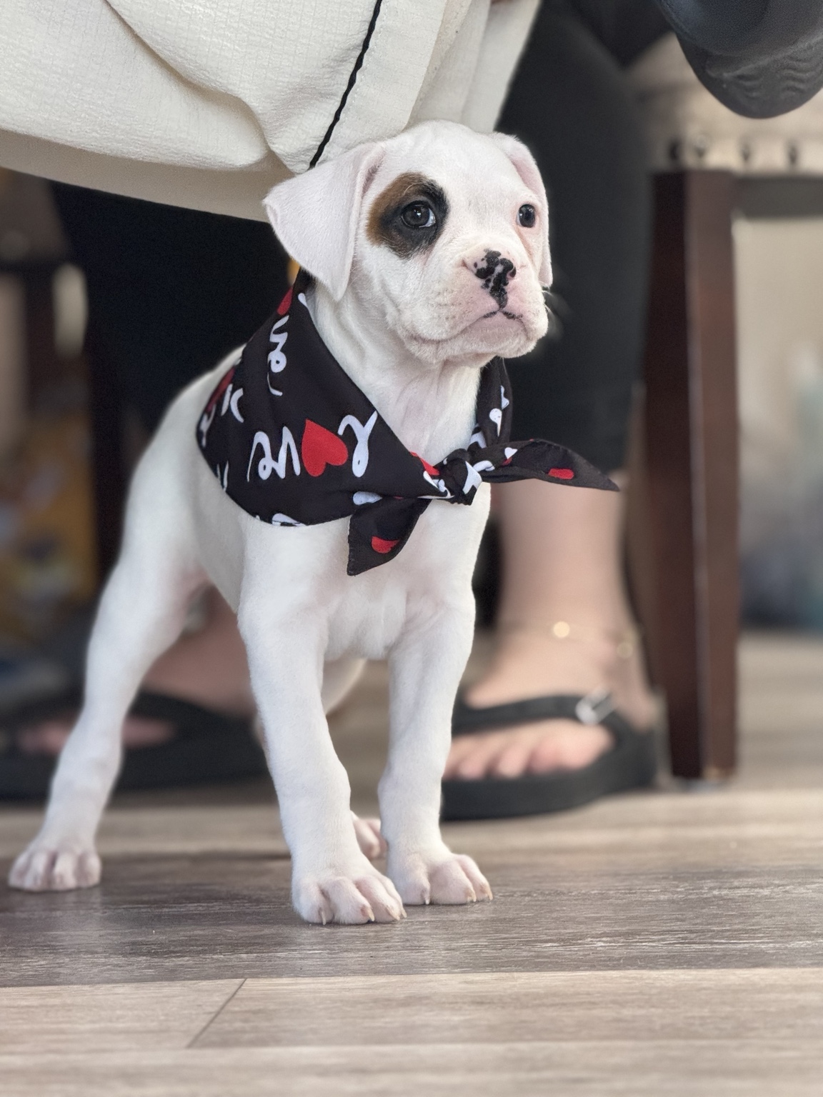 Martinez Boxer puppy